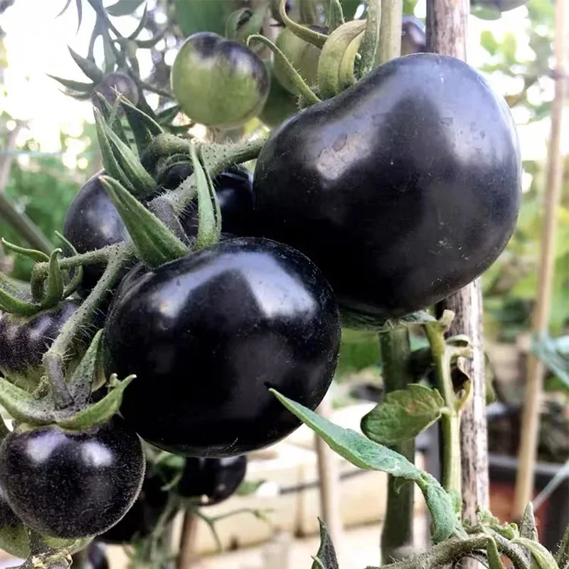 ✨Black Gem Tomato seeds