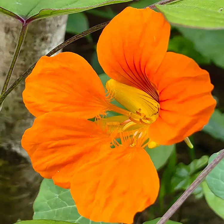 NASTURTIUM SEEDS