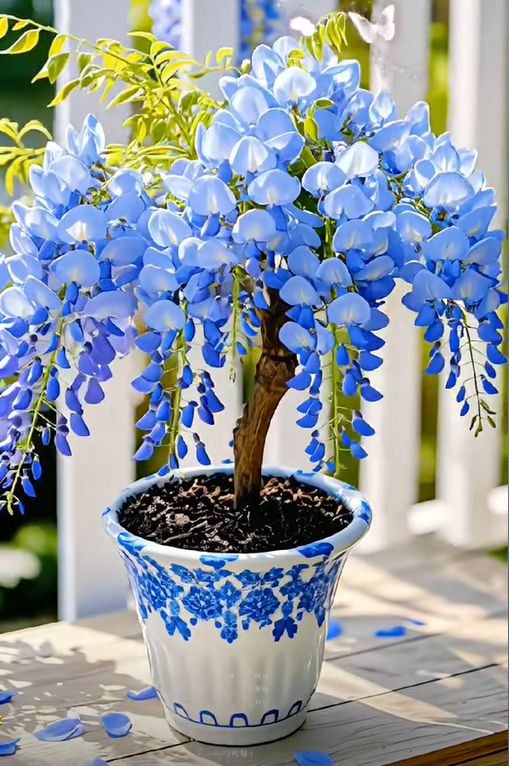 🇺🇸 Celebrate America’s 250th with Red, White & Blue Wisteria Seeds 🌸
