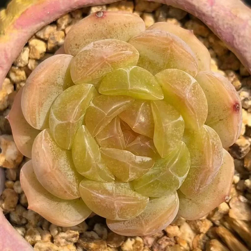 480.White lover Single head and cluster/ Echeveria / Succulent plants / Garden landscape / Carefully select healthy plants