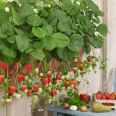 All-season Strawberry Seeds