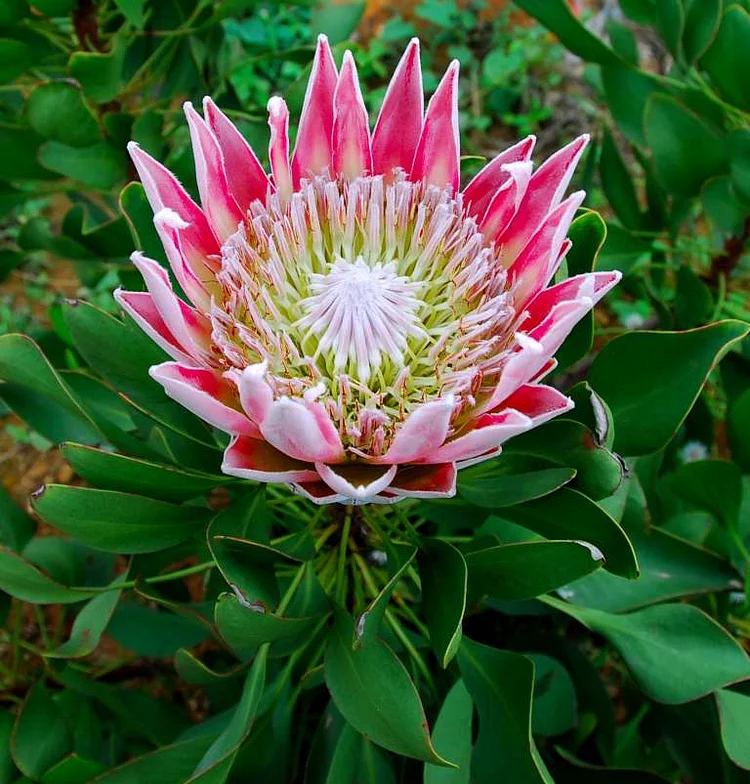 プロテア スサラ おしゃれ 観葉植物 花苗：プロテア スザーラ*7号 スサラ 現品をお届け