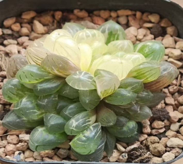 plant Aeonium Echeveria Haworthia  Caudex  Lithops Cactus  Agave 