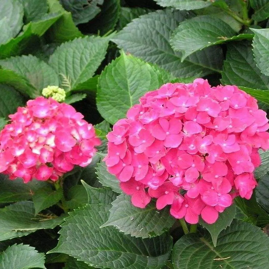 Hydrangea Seed: Beautiful, reunion and gratitude