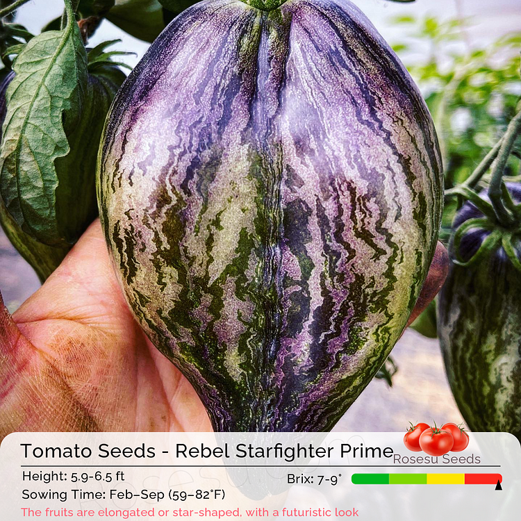 Heirloom Tomato Seeds - Rebel Starfighter Prime