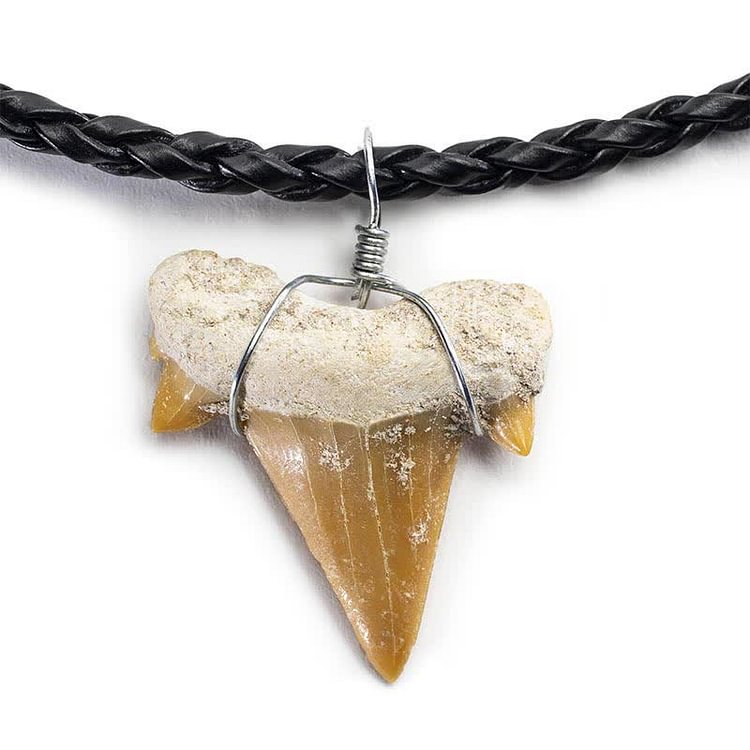 “Special Gift" - Shark Tooth Fossil Necklace