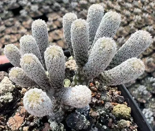 plant Aeonium Echeveria Haworthia  Caudex  Lithops Cactus  Agave 