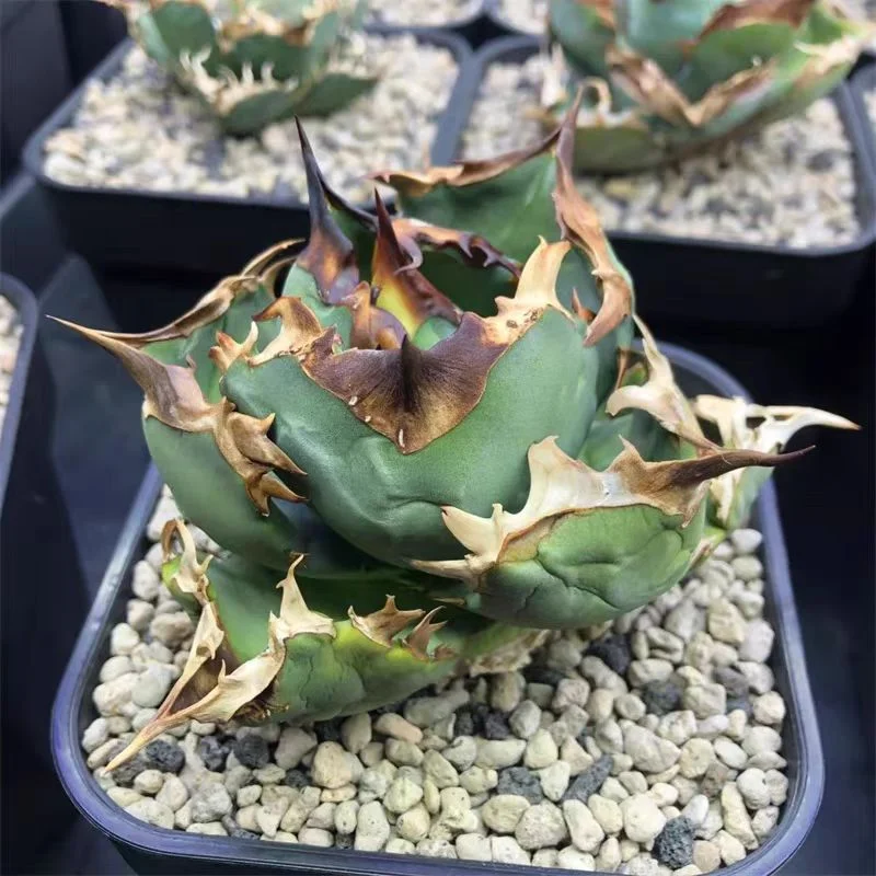fk8.Agave titanota Cupid 5cm/Agave plants / Succulent plants / Garden landscape / Carefully select healthy plants