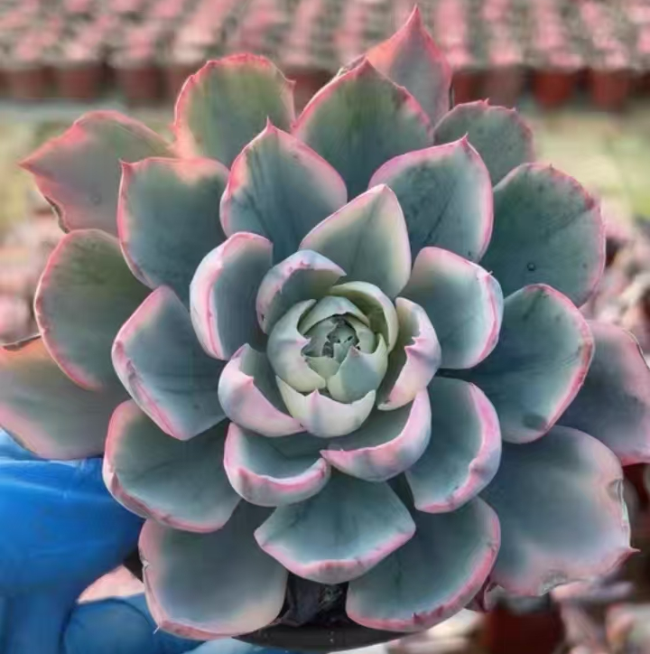 plant Aeonium Echeveria Haworthia  Caudex  Lithops Cactus  Agave 