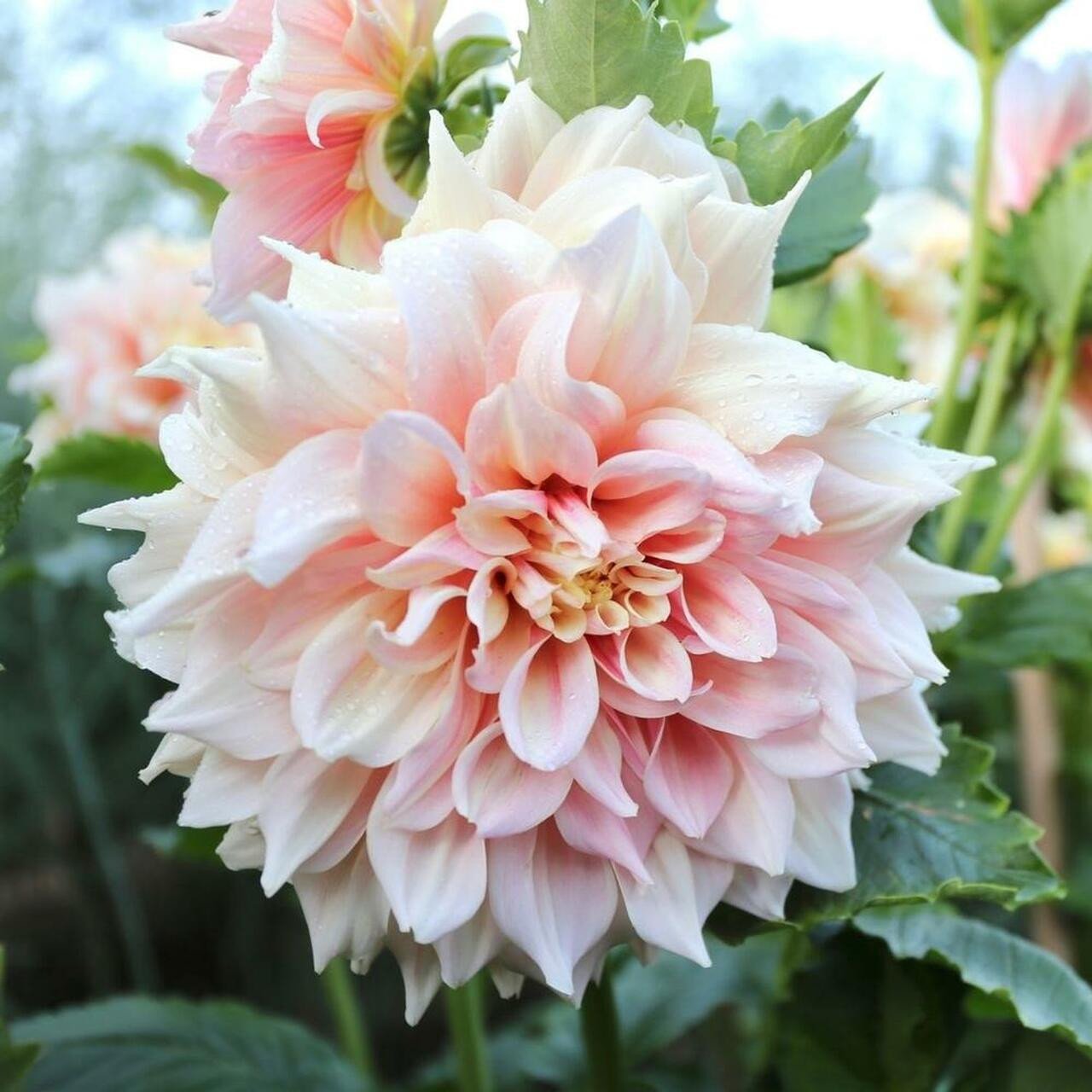 Dahlia ‘Break Out’ Seeds Jonyparkseed®