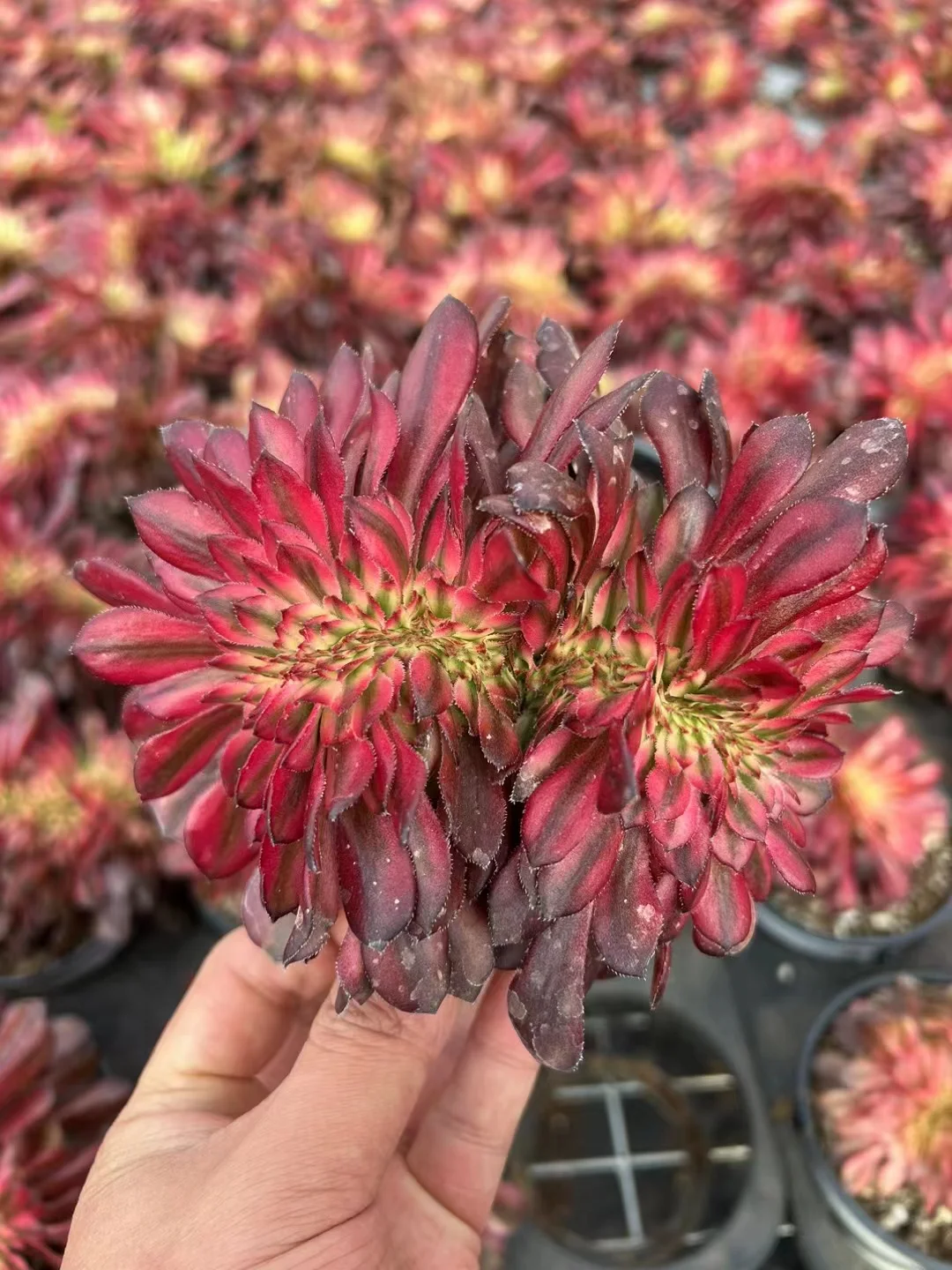 52. Moon Chan crested/ Aeonium crested/Aeonium plants/Succulent plants/Different seasons, different colors/ Aeonium cluster/ Succulent plants / Garden landscape / Carefully select healthy plants