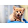uk.everydayedeals (Limited Stock)Diamond Painting - Full Square - Cat