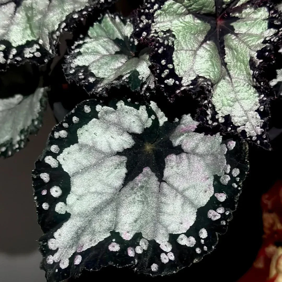 Dolcebita Begonia Seeds