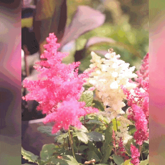 🔥BUY 50 GET 50 FREE🔥Astilbe Rhapsody Seeds Jonyparkseed®
