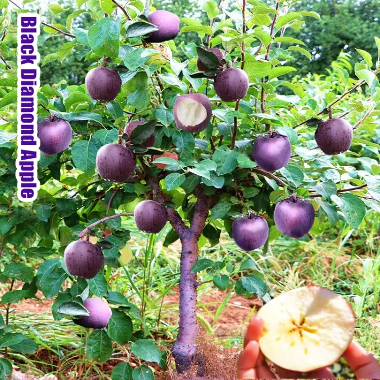 Rare Black Diamond Apple Seeds