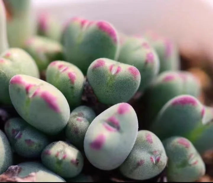 plant Aeonium Echeveria Haworthia  Caudex  Lithops Cactus  Agave 