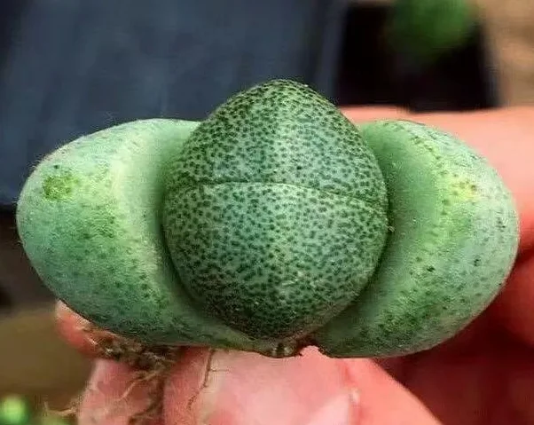 plant Aeonium Echeveria Haworthia  Caudex  Lithops Cactus  Agave 