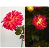 Solar Garden Decorative Light LED Rose Shape Stake Light for Garden Yard Backyard Waterproof