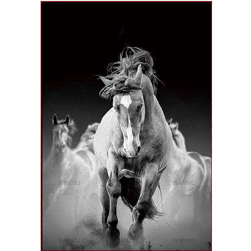 

Black And White Horses – Paint By Numbers - 40*50CM, 501 Original