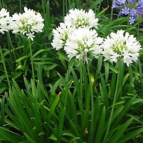 🔥🔥Agapanthus africanus 'Albus'