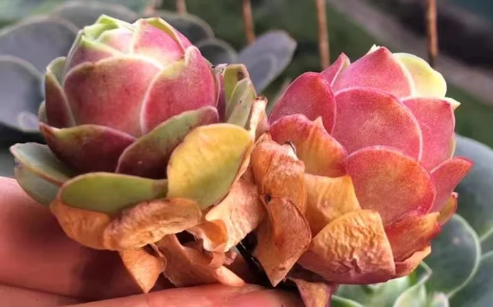 plant Aeonium Echeveria Haworthia  Caudex  Lithops Cactus  Agave 