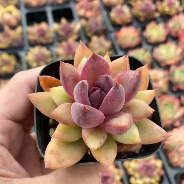 plant Aeonium Echeveria Haworthia  Caudex  Lithops Cactus  Agave 