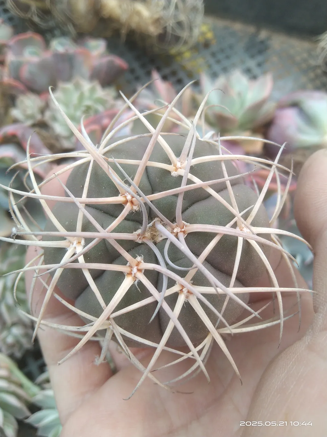 plant Aeonium Echeveria Haworthia  Caudex  Lithops Cactus  Agave 