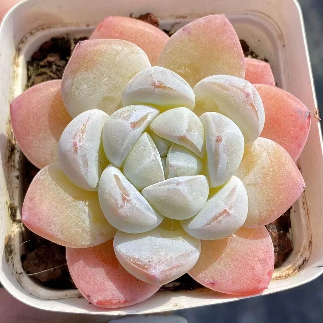 plant Aeonium Echeveria Haworthia  Caudex  Lithops Cactus  Agave 
