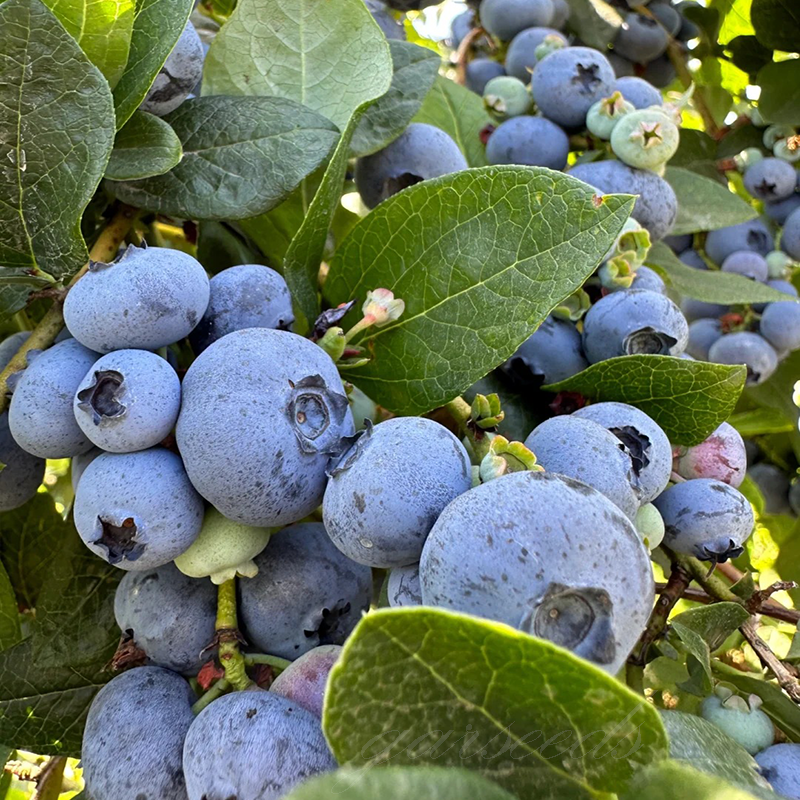 Giant Blueberry🫐Fruit Seeds (HIGH YIELD)