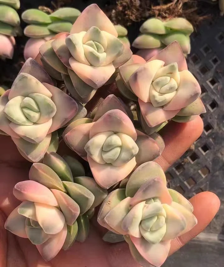 plant Aeonium Echeveria Haworthia  Caudex  Lithops Cactus  Agave 