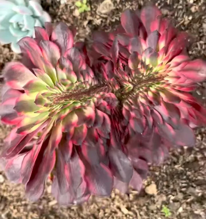 205.Fireworks crested cutting 6cm  / Aeonium crested / Aeonium plants / Garden landscape / Carefully select healthy plants