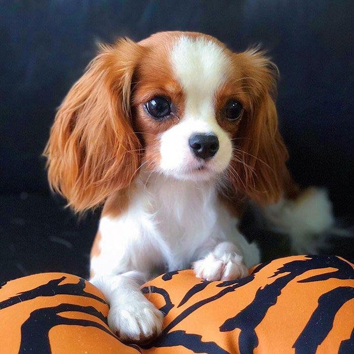 King Charles Spaniel