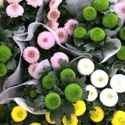 20 colorful ping pong chrysanthemum seeds
