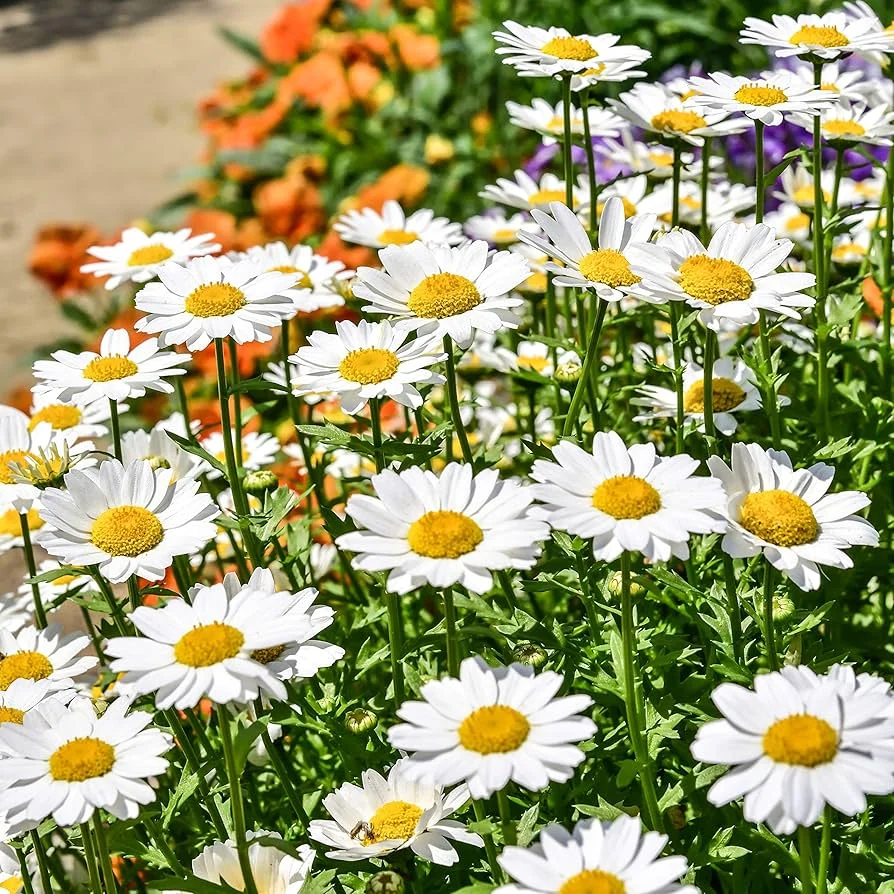 Groundcover-Daisy Seeds Jonyparkseed®
