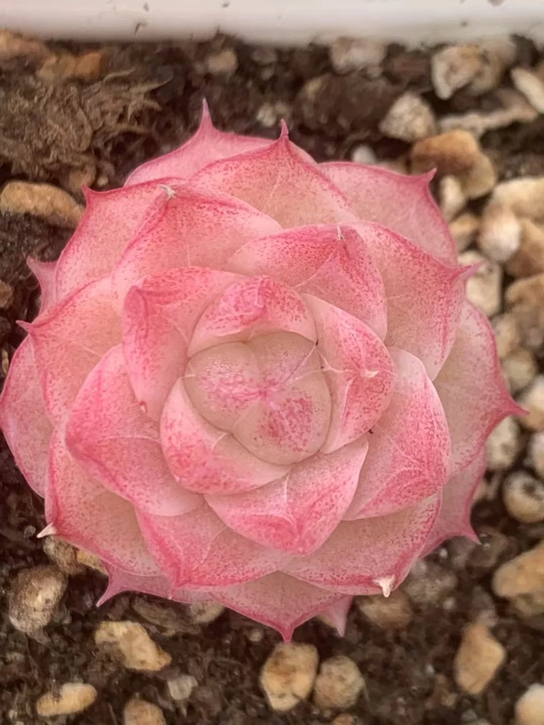 482.Echeveria   Queen Pandora. Single head 2-3cm/ Echeveria / Succulent plants / Garden landscape / Carefully select healthy plants