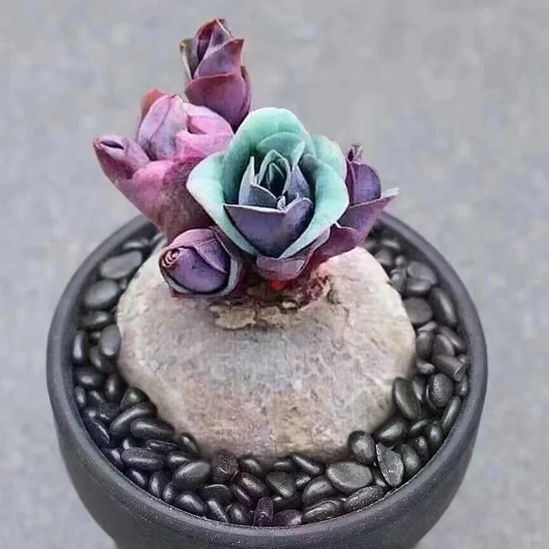 429. Rose Euphorbia pekinensis Rupr 2-3 cm/ Caudex / Succulent plants / Garden landscape / Carefully select healthy plants