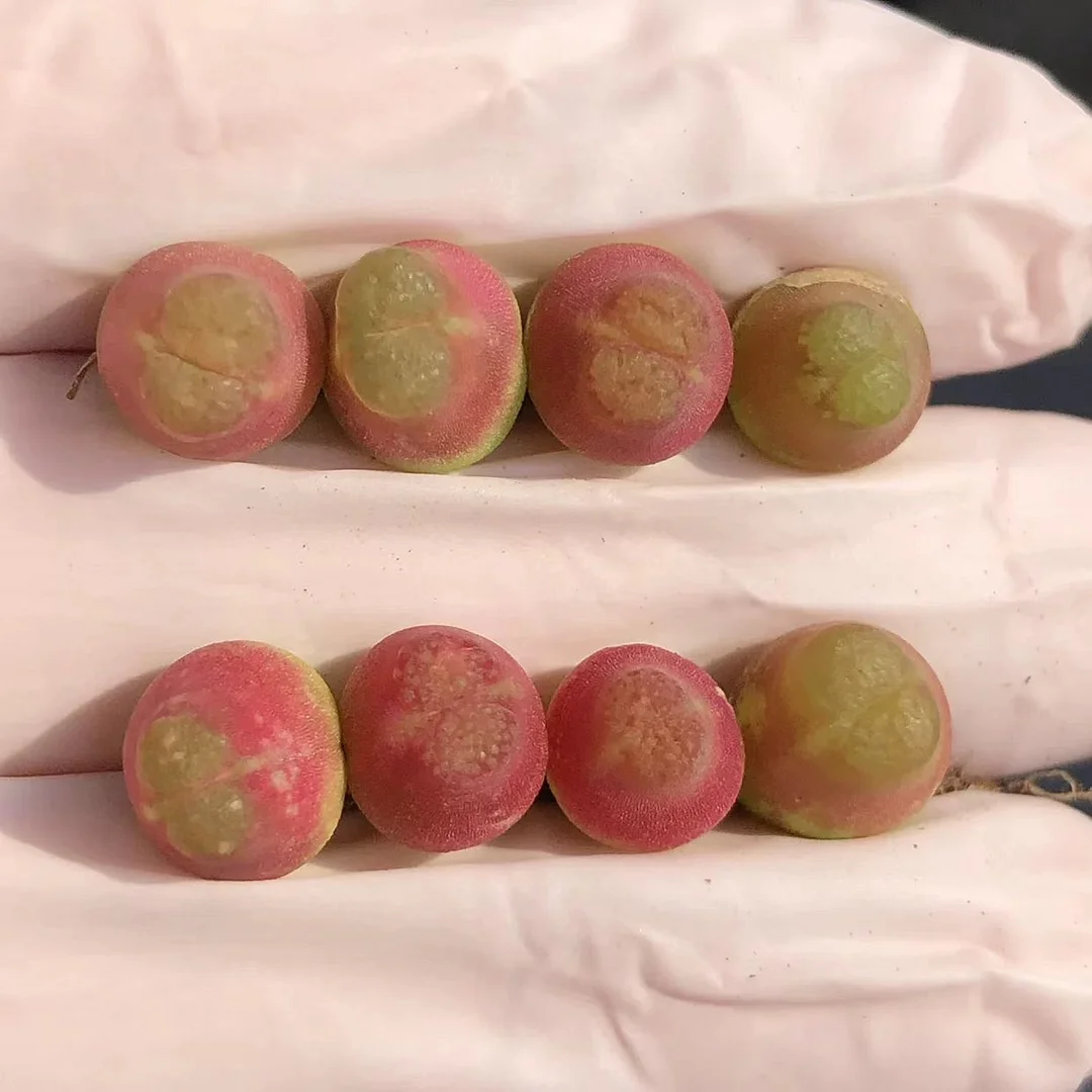 plant Aeonium Echeveria Haworthia  Caudex  Lithops Cactus  Agave 