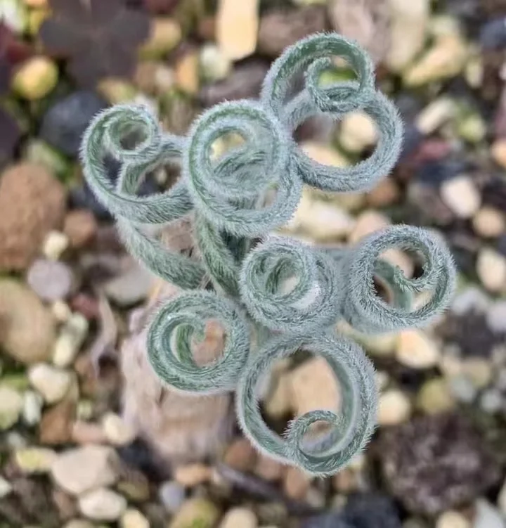 plant Aeonium Echeveria Haworthia  Caudex  Lithops Cactus  Agave 