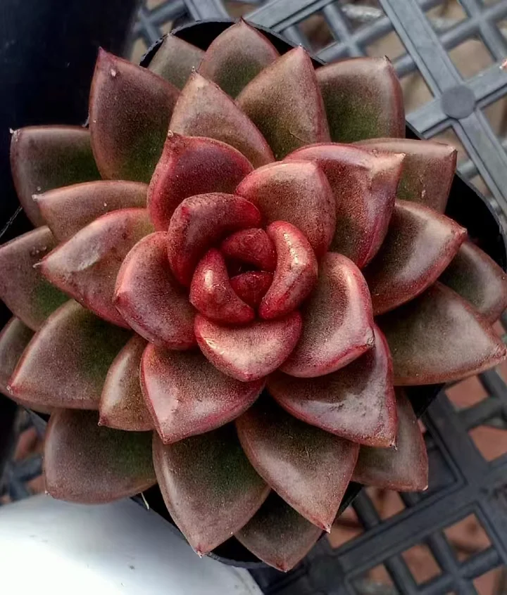 plant Aeonium Echeveria Haworthia  Caudex  Lithops Cactus  Agave 