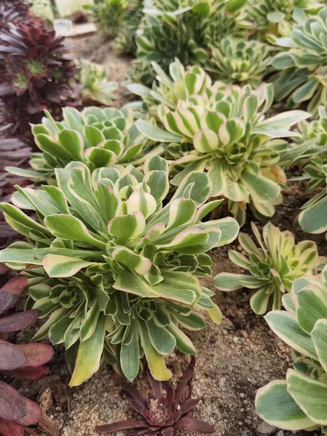 plant Aeonium Echeveria Haworthia  Caudex  Lithops Cactus  Agave 