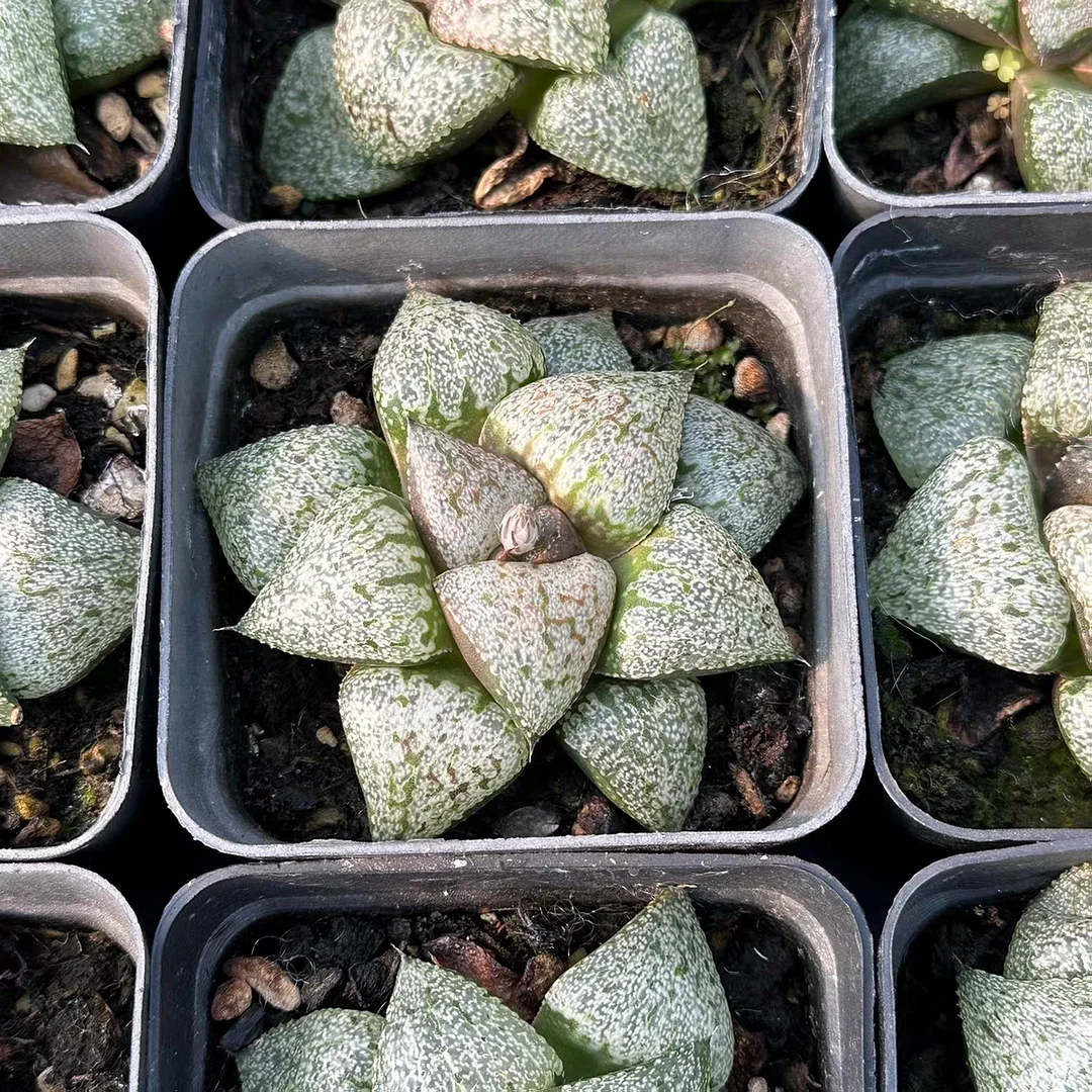 plant Aeonium Echeveria Haworthia  Caudex  Lithops Cactus  Agave 