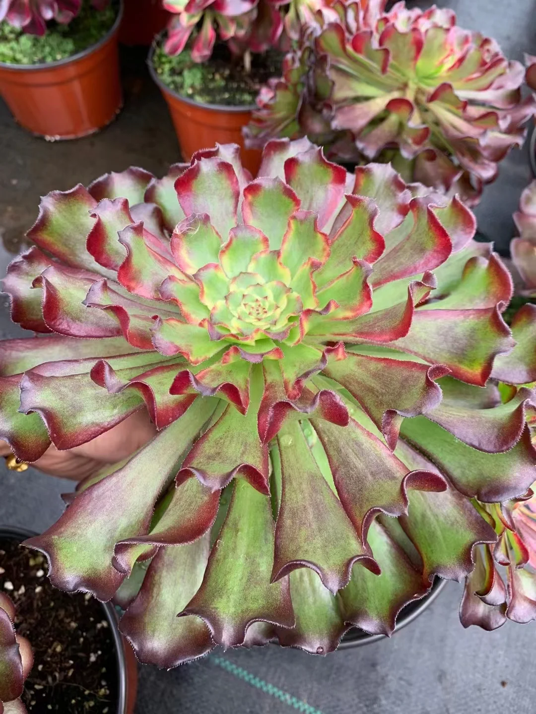 plant Aeonium Echeveria Haworthia  Caudex  Lithops Cactus  Agave 