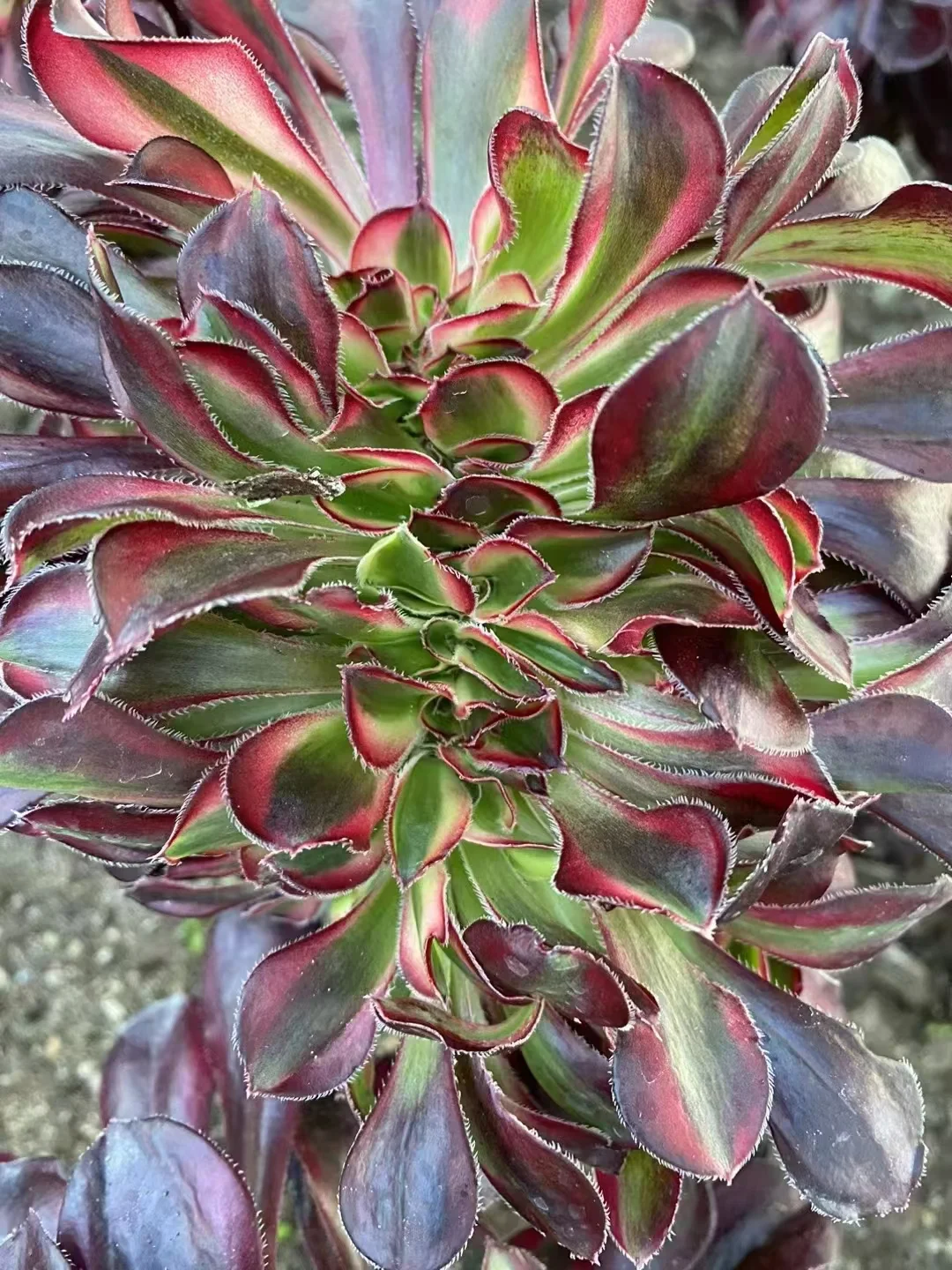 plant Aeonium Echeveria Haworthia  Caudex  Lithops Cactus  Agave 