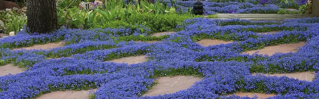 📣Optimal Ground Cover✨Creeping Thyme Seeds