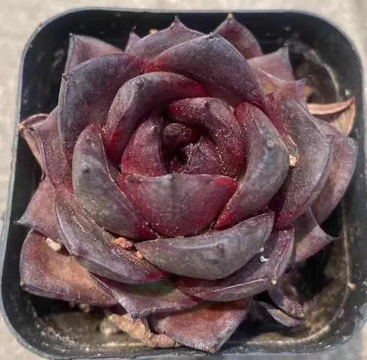 plant Aeonium Echeveria Haworthia  Caudex  Lithops Cactus  Agave 