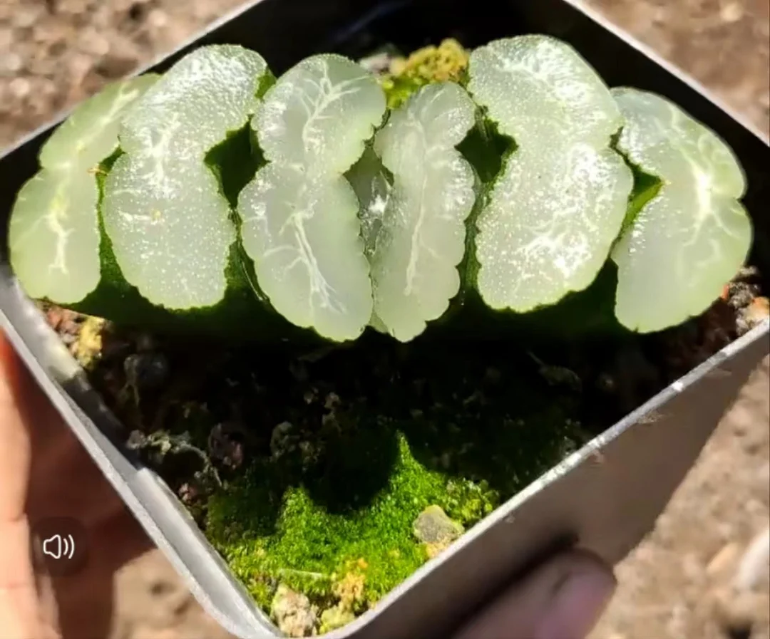 cy31.Haworthia truncata  thick leaves 7-8cm/ Haworthia/ Succulent plants / Garden landscape / Carefully select healthy plants