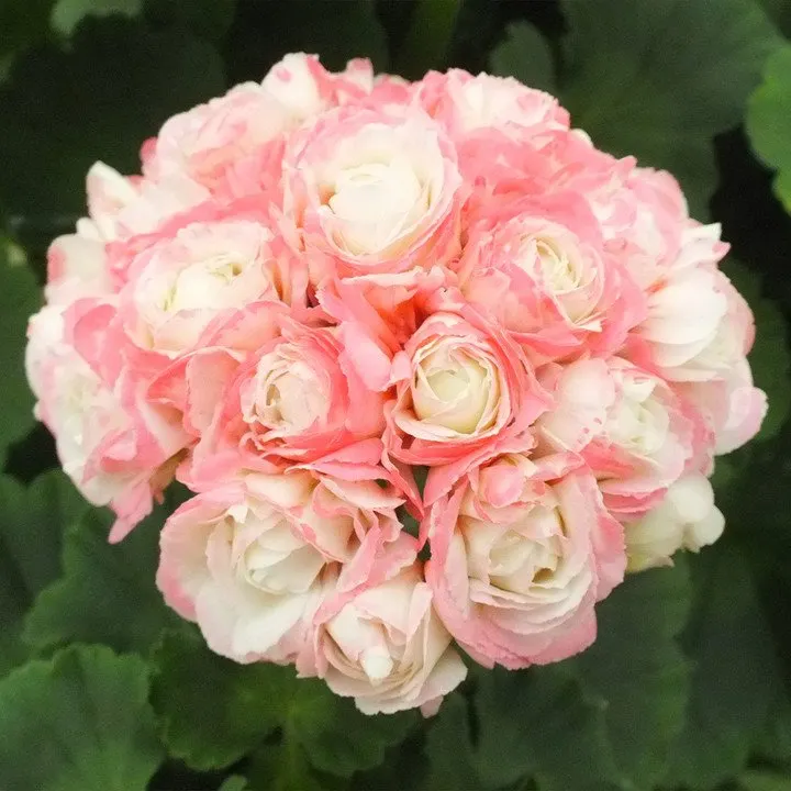 shiso plant seeds Renee's Garden Bicolor Shiso for Sale – Grow Organic
