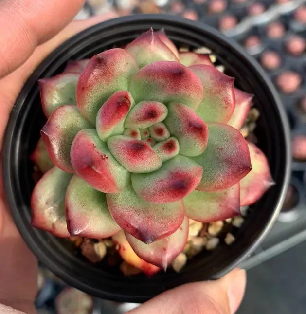 plant Aeonium Echeveria Haworthia  Caudex  Lithops Cactus  Agave 