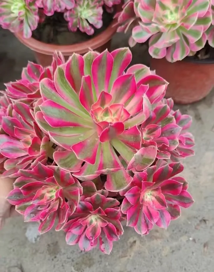 311.Godness cluster 15-18cm 8 heads/ Aeonium cluster/Aeonium plants / Garden landscape / Carefully select healthy plants
