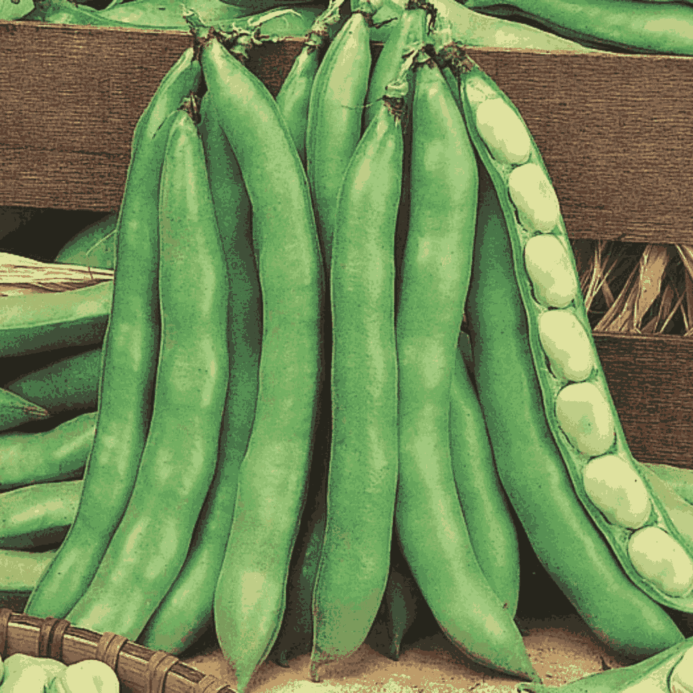 Broad Beans &lsquo;White-Seeded Early&rsquo; &ndash; Early-Maturing Heirloom Fava Beans